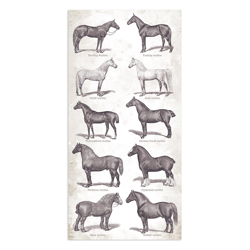 Stamperia Collectables 10 sheets 15 x 30.5 cm (6 x 12) Romantic Horses