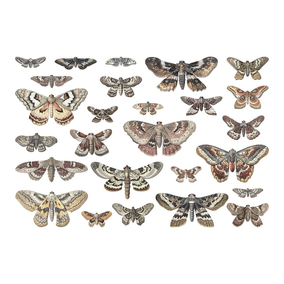 Idea-ology Tim Holtz Halloween Transparencies, Moths